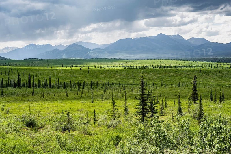Taiga and tundra, mountain landscape of the Alaska Range with dramatic cloudy sky, Denali National Park, Alaska, USA
