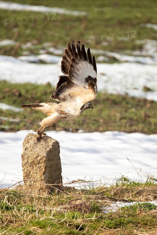 Accipitriformes, buzzard, buteo buteo, buzzard, buzzard, birds, flying, flight, birds of prey, high size, portrait format, raptor, raptors, birds, winter