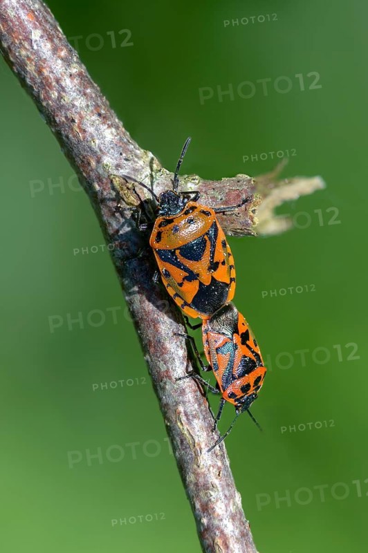 Eurydema ornata, Eurydema ornatum, vegetable bug, heteroptera, ornate shieldbug, pentatomidae, red cabbage bug, ornamental bug, black-backed vegetable bug, tree bugs, high size, portrait format, insects, copula, mating, bugs