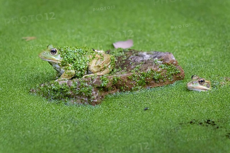 A toad sits in a pond on a rock in Majorca in the La Reserva nature park Park, La Reserva Park, Majorca, Spain