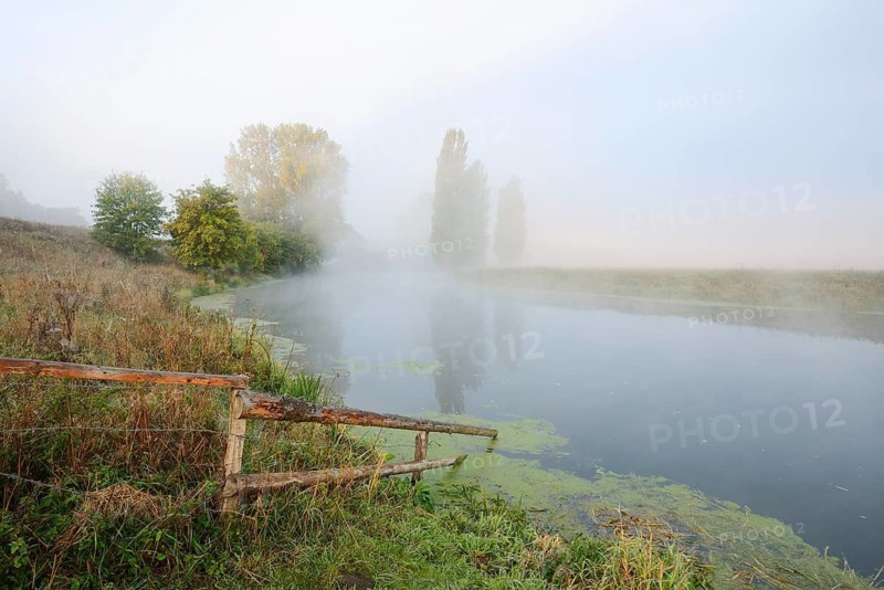 The Lippe River with Canadian poplars (Populus x canadensis, Populus x euramericana) and Italian poplars (Populus nigra 'Italica') in the morning mist, North Rhine-Westphalia, Germany