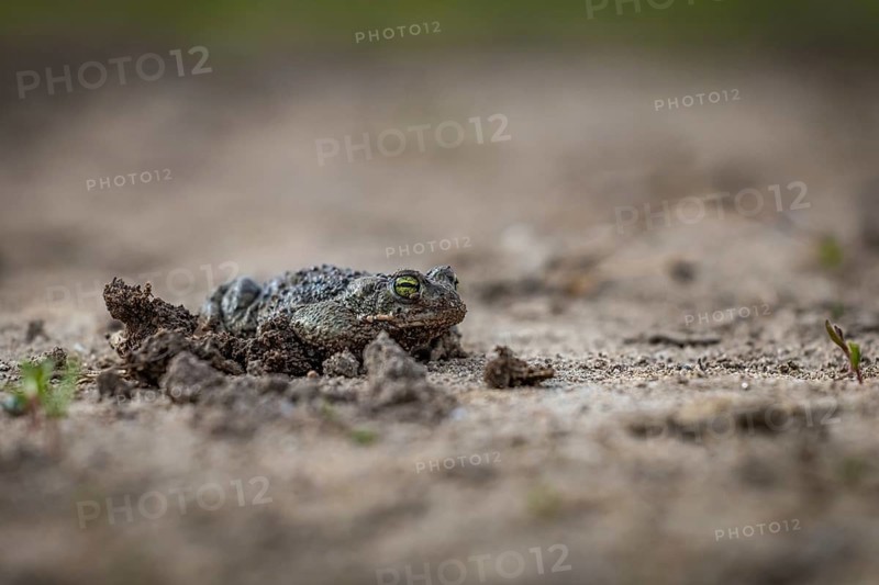 The toad is burrowed deep into the ground and is almost invisible in its natural habitat: natterjack toad (Epidalea calamita, Bufo calamita), close-up, Baden-Württemberg, Germany