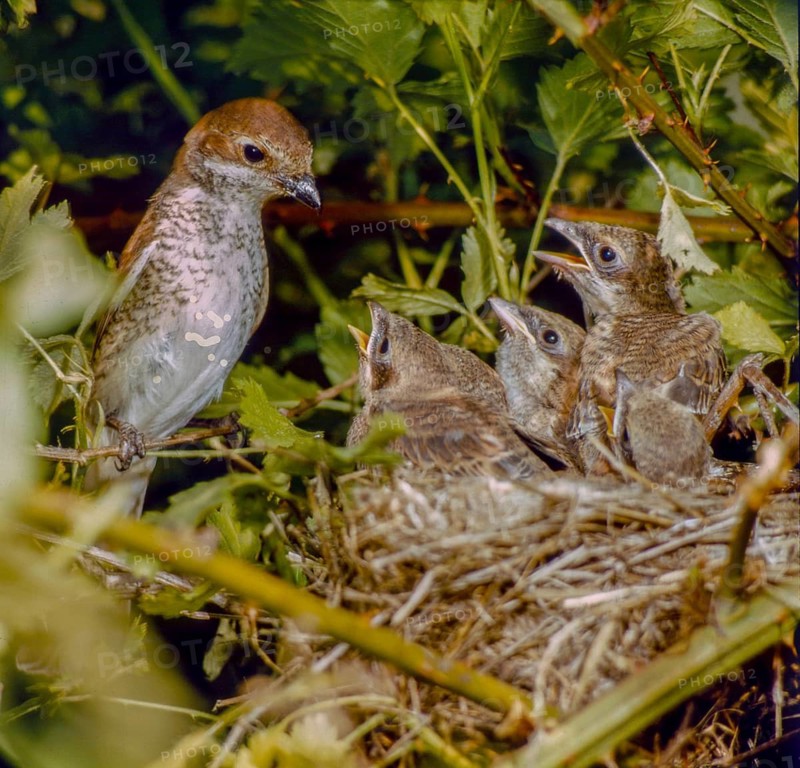 Lanius Collurio, red-backed shrike, redback shrike, birds, adolescent, young bird, juvenile, nest, passeri, songbirds, birds