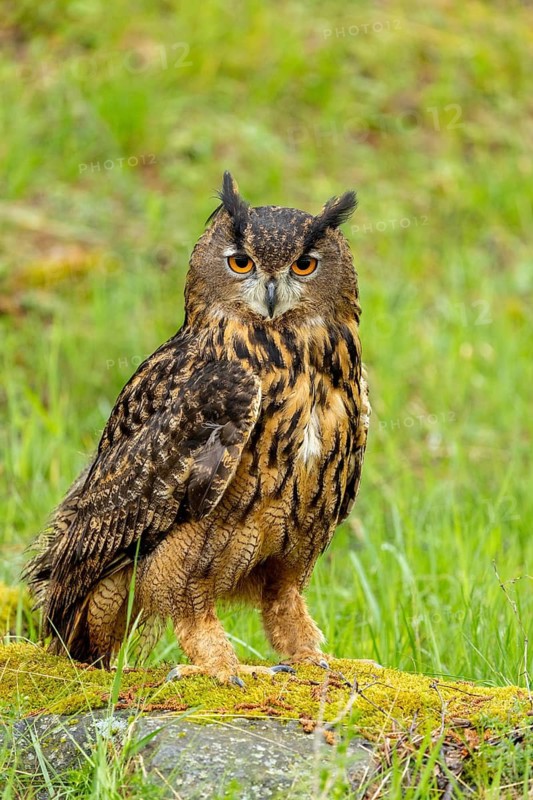 An alert eagle owl with glowing eyes, perched on a mossy hill in the grass, eagle owl (Bubo bubo), adult, on a rock, alert, in spring, Šumava Forest, Czech Republic