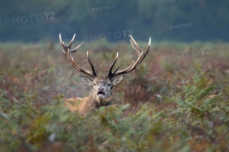 Red deer (Cervus elaphus) adult male stag animal roaring with its mouth open during the rutting season in autumn, England, United Kingdom