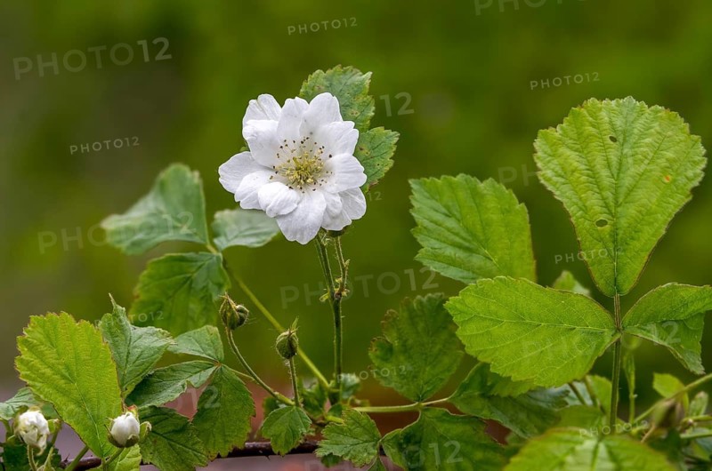 Field berries, frosted blackberries, bockberries, blackberries, European dewberry, croatberry, rosaceae, rose family, rubus caesius, flora, plants, plants