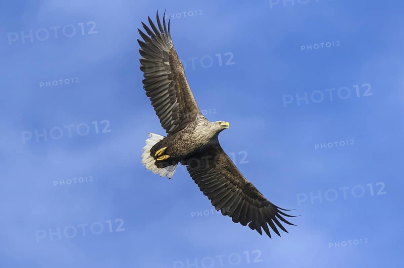 White-tailed Eagle (Haliaeetus albicilla) flying, Nord-Trondelag, Norway