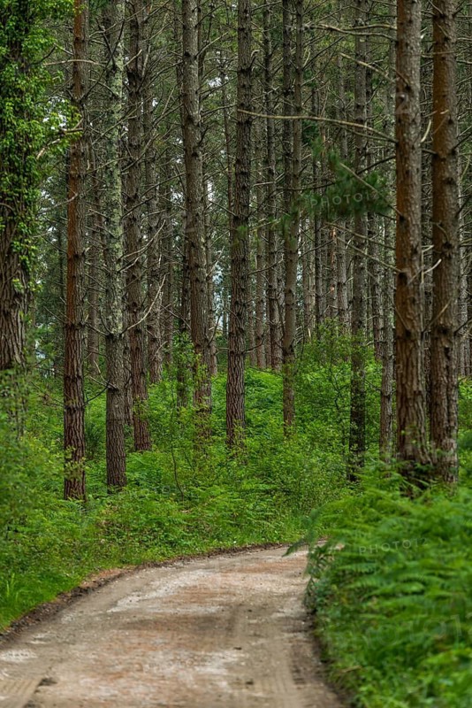 Hiking trail through a pine forest