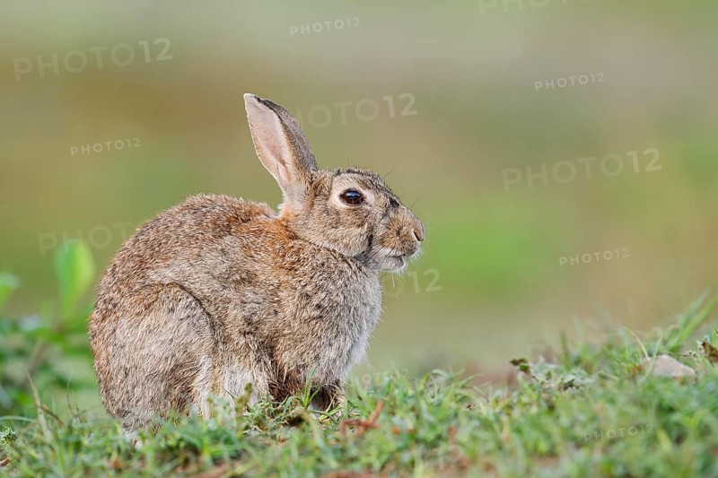 Wild rabbit (Oryctolagus cuniculus), North Rhine-Westphalia, Germany