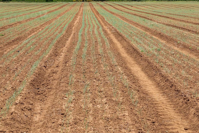 Lines of onion plant seedlings growing in field rows, Sutton, Suffolk, England, UK