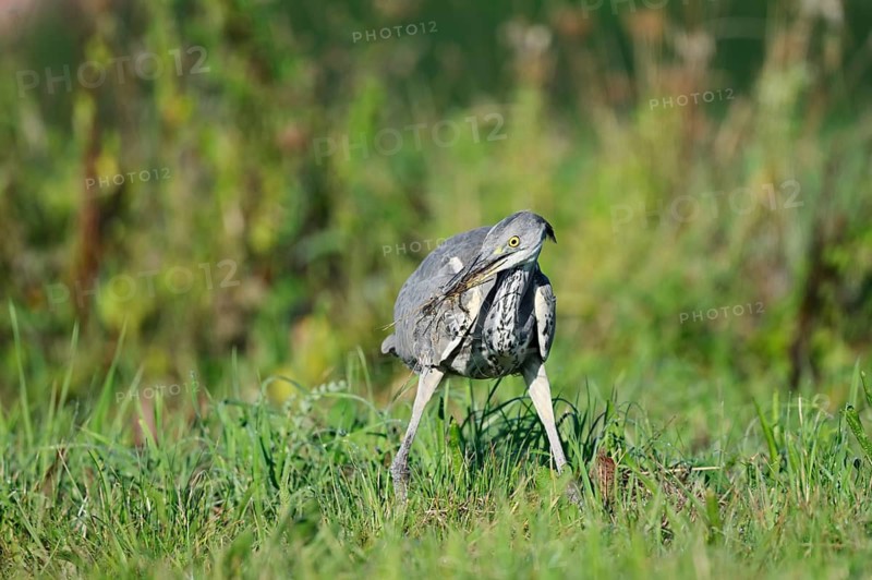 Grey heron (Ardea cinerea) standing in a meadow with a captured field mouse in its beak, North Rhine-Westphalia, Germany