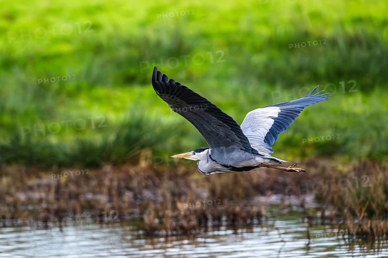 Grey Heron, Ardea cinerea, bird in winter on marshes in winter soft morning light