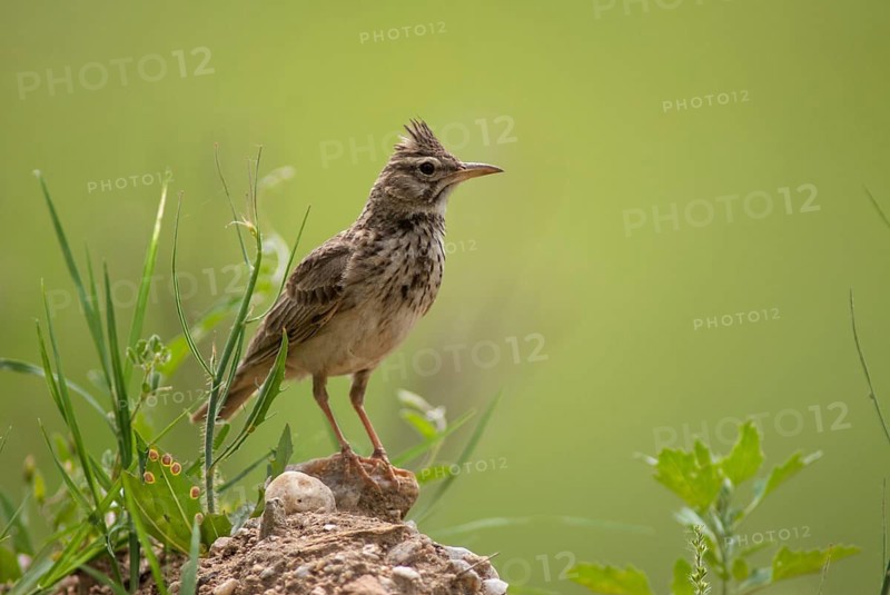 Crested lark, galerida cristata, crested lark, birds, Bulgaria, larks, passeri, songbirds, birds