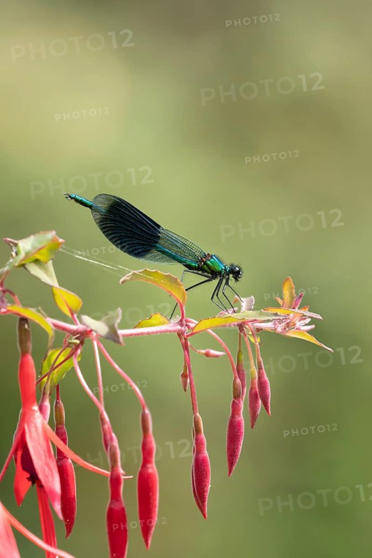 Banded demoiselle damselfly (Calopteryx splendens) adult male insect resting on a garden red fuchsia flower in summer, England, United Kingdom