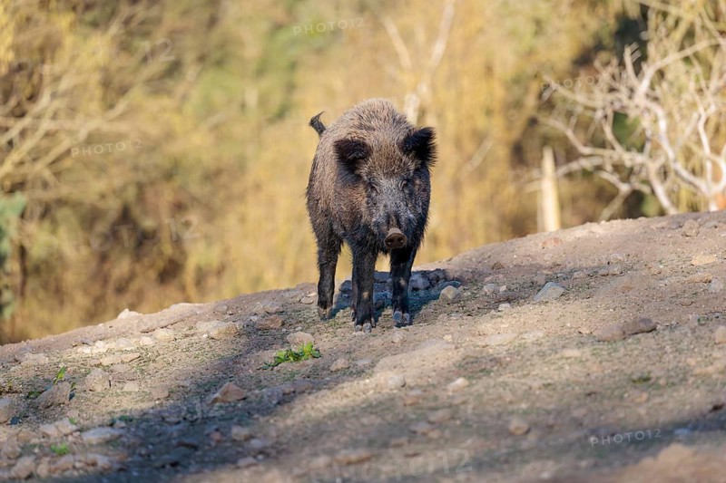 An adult wild boar (Sus scrofa) is running across a dry field. A forest can be seen in the background. Bavaria, Germany