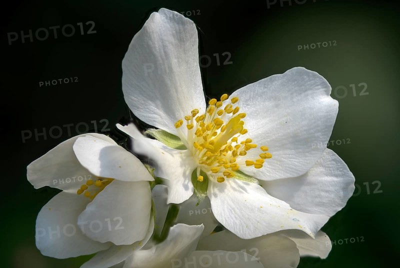 Farmer jasmine, pale pipe bush, English dogwood, European pipe bush, false jasmine, pipe bush, philadelphus coronarius, summer jasmine, flora, plants, sweet mock orange