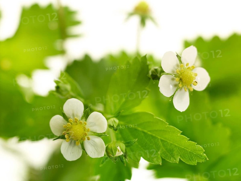 Garden strawberry (Fragaria × ananassa), flower with leaves