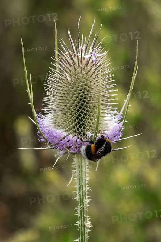 Wild teasel (Dipsacus fullonum), in flower, with a bumblebee, Baden-Württemberg, Germany