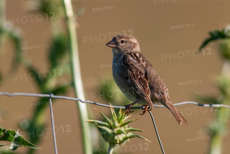 Passer hispaniolensis, Spanish sparrow, willow sparrow, birds, extremadura, female, passeri, songbirds, Spain, sparrows, birds, female