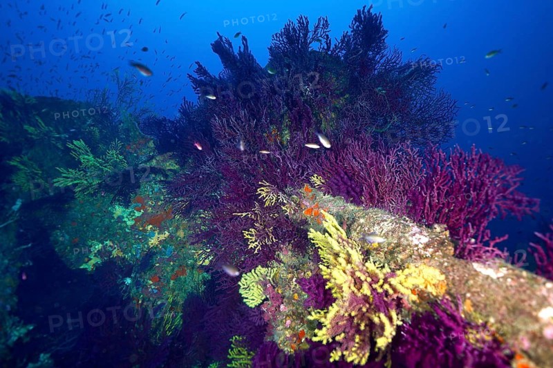 Colourful, violescent sea-whips (Paramuricea clavata) on a wreck in the deep blue ocean, surrounded by schools of fish, dive site: Le Donator wreck, Giens Peninsula, Provence-Alpes-Côte d'Azur, France