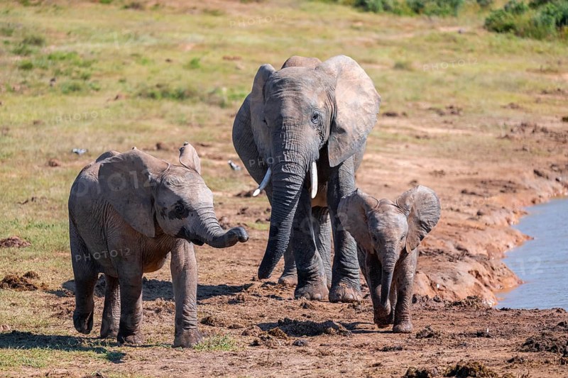 Herd of African elephants (Loxodonta africana) with young, Addo Elephant National Park, Eastern Cape, South Africa
