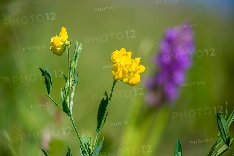 Lathyrus pratensis, sweet pea, meadow pea, flora, meadow pea, meadow vetchling, plants, yellow pea