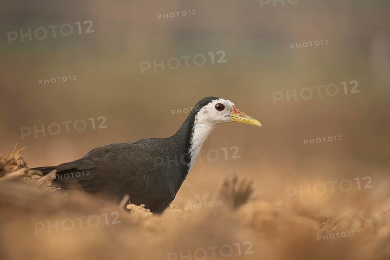 A white-breasted waterhen (Amaurornis phoenicurus), Sreepeur, Gazipur