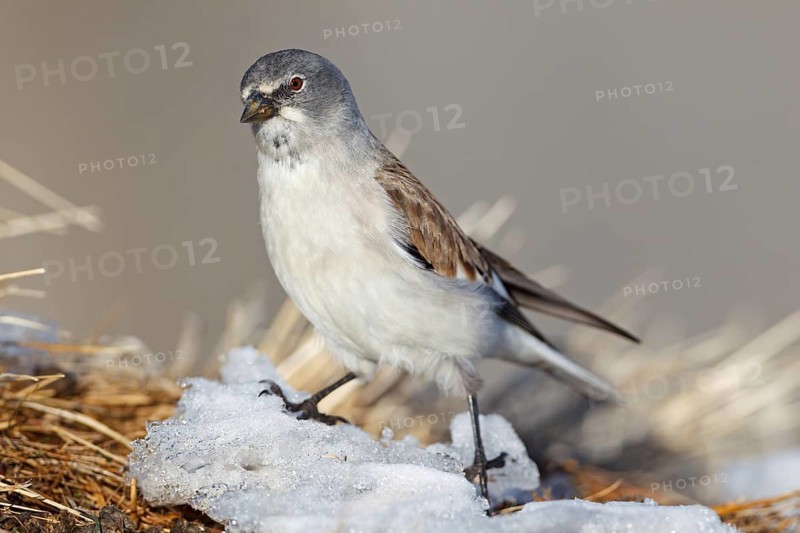 Snowfinch (Montifringilla nivalis), Valais, Switzerland