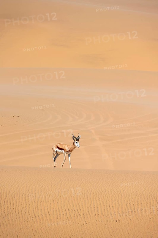 Springbok (Antidorcas marsupialis) on a sand dune, Namib Desert, Namib Naukluft Park, Namibia