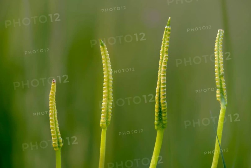 Common snake tongue, snake tongue, ophioglossaceae, ophioglossum vulgatum, adder's-tongue, adders-tongue fern, flora, plants, plants, southern adders-tongue