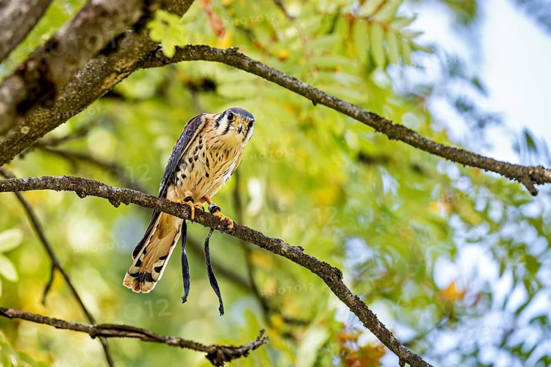 A bird of prey perches on a branch, surrounded by green leaves: a colourfully plumed falcon at a falconry centre on the Rennsteig in Germany (American Common Kestrel)