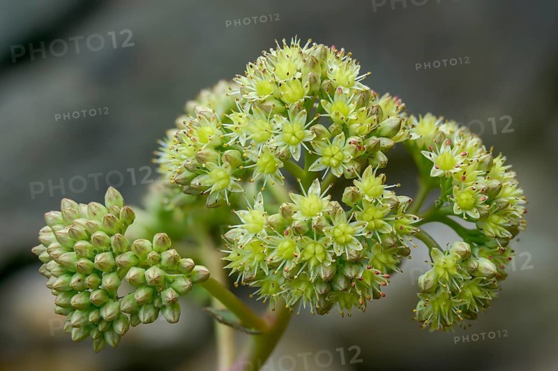 Hylotelephium telephium agg, orpine, purple hen, sedum telephium agg, wild hen, flora, plants, plants