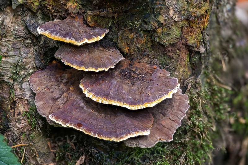Beech-Schiller Porling, Inonotus Nodulosus, Knot-shaped Porling, Knotty Schiller Porling, Mensularia Nodulosa, Polyporus Nodulosus, Schiller Porling, Silvery Porecrust, Xanthoporia Nodulosa, Fungi, Fungi, Mushrooms