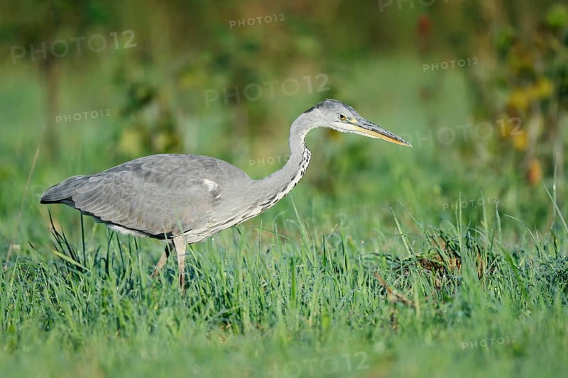 Grey heron (Ardea cinerea) foraging in a meadow, North Rhine-Westphalia, Germany
