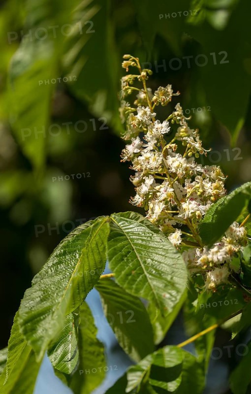 Aesculus Hippocastanum, common horse chestnut, Hippocastanaceae, chestnut family, horse chestnut, horse chestnut, white horse chestnut, tree, blossom, trees, conker tree, flora, high size, portrait format, horse-chestnut, chestnut, plants, tree