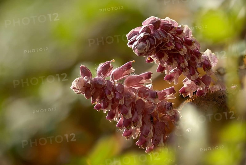 Upright scale root, brown root, common scale root, Lathraea squamaria, scale root, scrophulariaceae, common toothwort, flora, plants, plants
