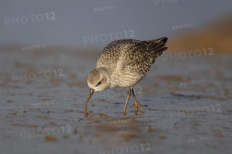 Grey plover (Pluvialis squatarola) adult wading bird in winter plumage pulling a lungworm for food from a mudflat, Norfolk, England, United Kingdom