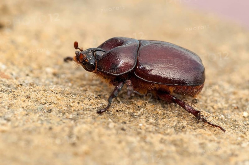 Rhinoceros beetle spec., phyllognathus excavatus, rhinocero beetle, beetle, coleoptera, insects, beetles, males, males