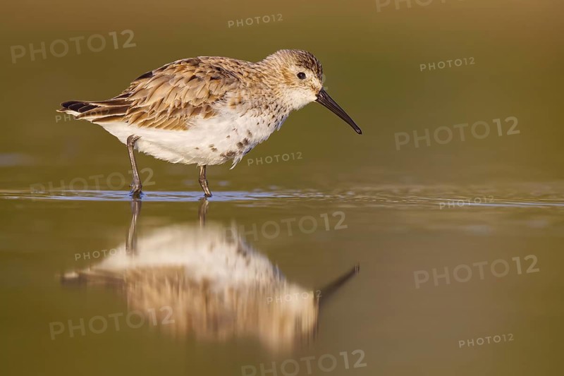 Dunlin (Calidris alpina) foraging, North Rhine-Westphalia, Germany