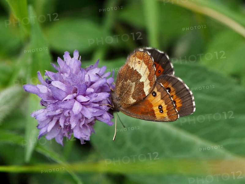 A beautifully detailed butterfly, the White-banded Brown (Erebia ligea), on a purple flower, Goms, Canton of Valais, Switzerland