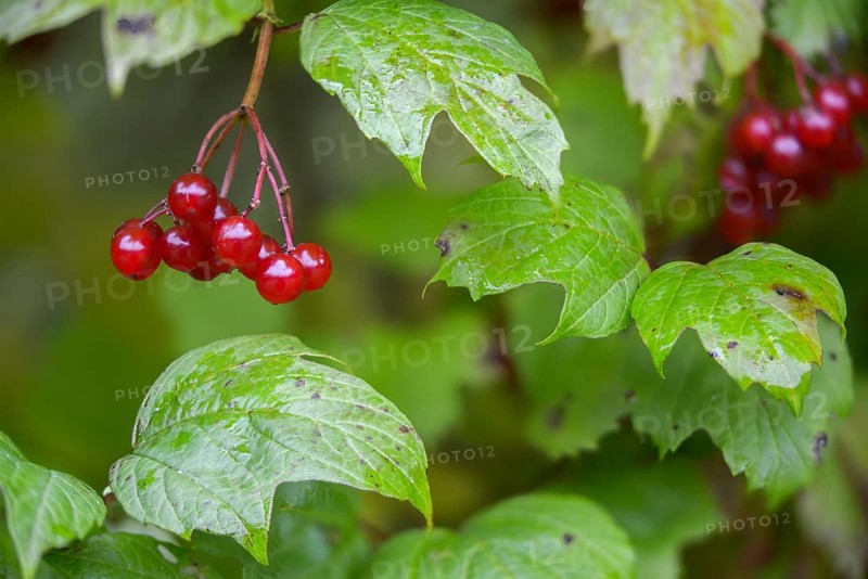 Viburnum opulus