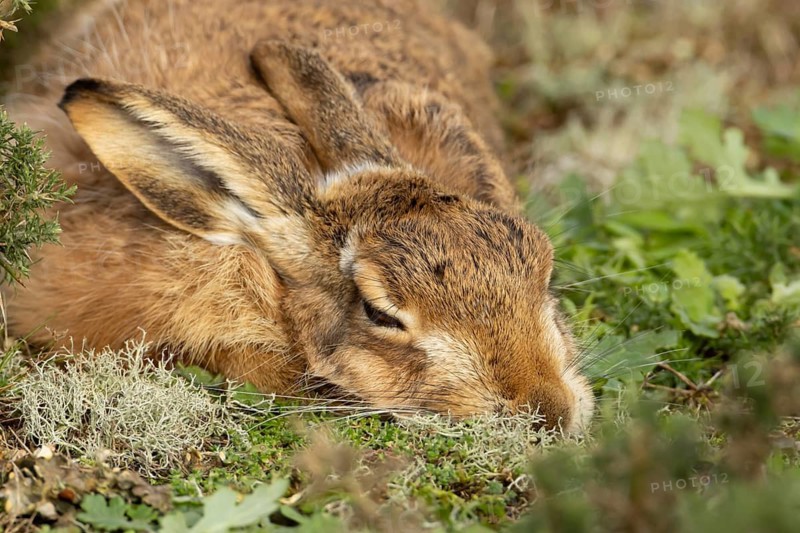 European brown hare (Lepus europaeus) adult animal sleeping in grassland, England, United Kingdom