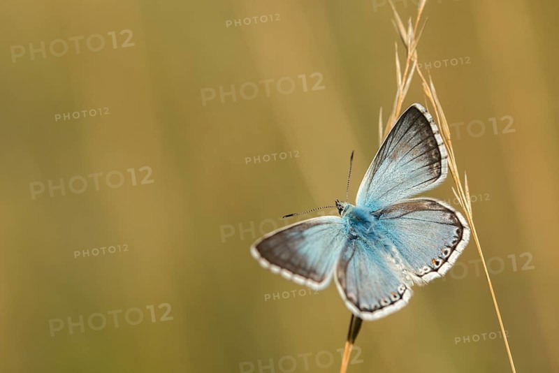 Lysandra coridon, polyommatus coridon, silverblue, silvergreen blue, butterfly, chalkhill blue, insects, butterfly, butterflies