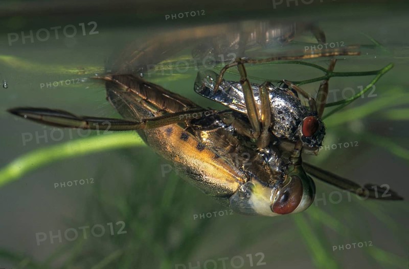 Common backswimmer, Notonecta glauca, water boatman, aquatic, prey, capture, fly, insects, bugs, water bugs