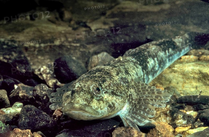 Bullhead, Cottus Gobio, European Bullhead, Millers Thumb, Mühlkoppe, Westgroppe, Camouflage, Common Bullhead, Fish, Fishes, Rivers, Freshwater Sculpin, Pisces, Camouflage