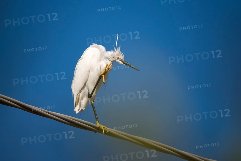 Egretta Garzetta, Granelli, Italy, Little Egret, Pantani Cuba and Longarini, Little Egret, Migratory Bird Sanctuary, Pantani Cuba & Longarini Migratory Bird Sanctuary, Birds, Ciconiiformes, Italy, Walking Birds, Sicily, Foundation for Biodiversity, Stork Birds, Birds