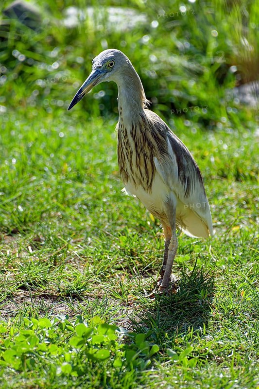 Animal portrait: Paddy heron (Ardeola grayii), heron, bird, captive, found in South Asia