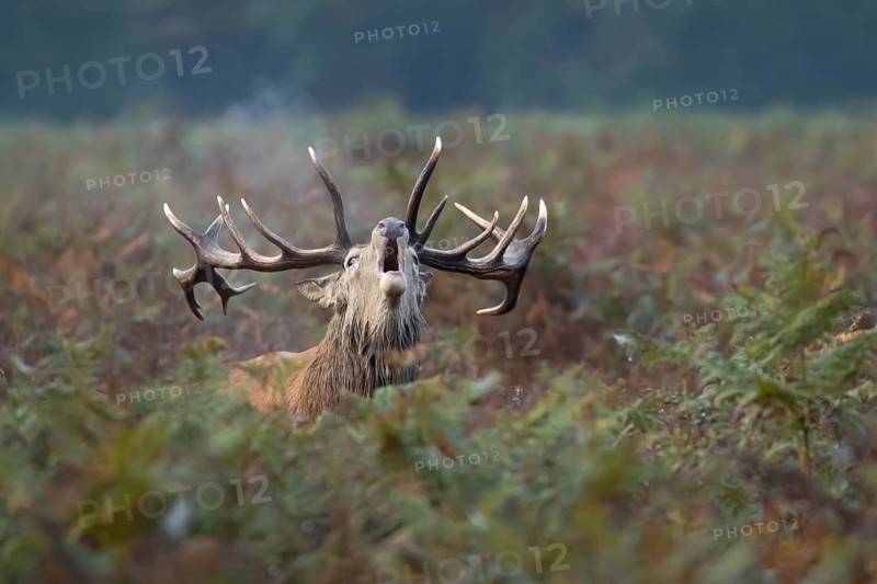 Red deer (Cervus elaphus) adult male stag animal roaring during the rutting season in bracken, England, United Kingdom