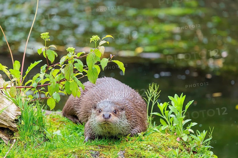 A Eurasian otter (Lutra lutra) lies on the riverbank amid green vegetation on a cloudy day. Czech Republic