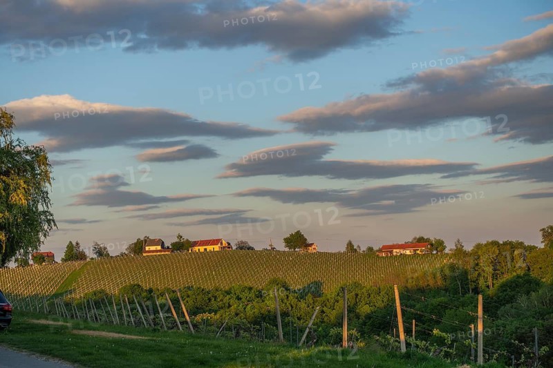 Vineyards in the evening light, Veliki Brebreviations, Jeruzalem, Ormož, Slovenia